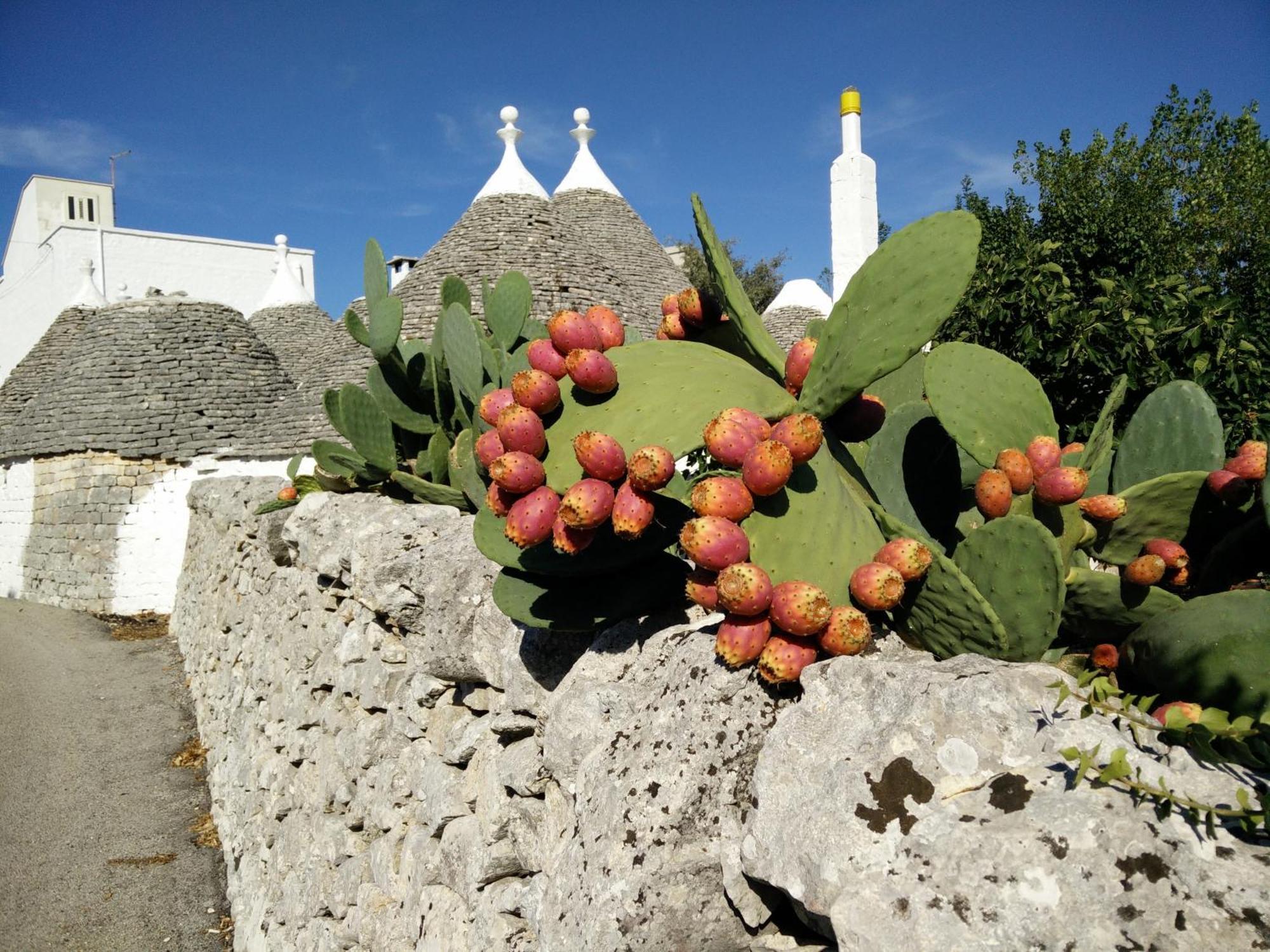 Bed & Breakfast La Collinetta Locorotondo Εξωτερικό φωτογραφία