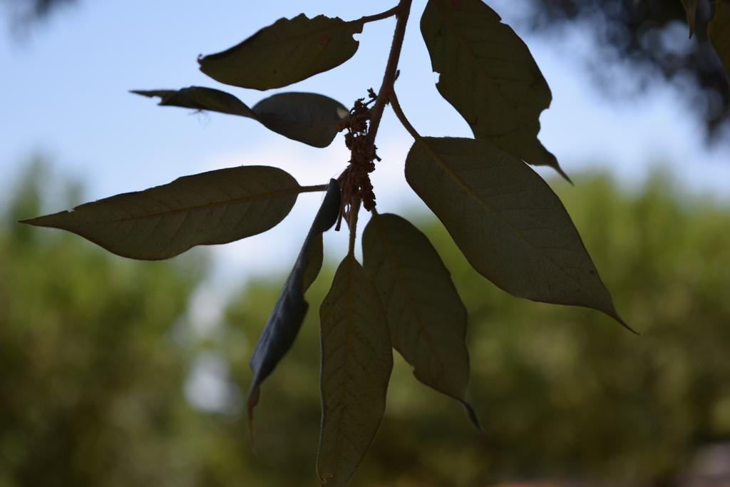 Bed & Breakfast La Collinetta Locorotondo Εξωτερικό φωτογραφία